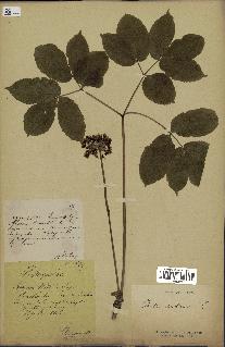 spécimen de Aralia nudicaulis