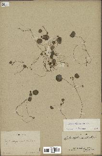 spécimen de Hydrocotyle modesta