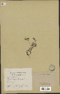 spécimen de Caucalis leptophylla