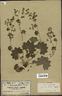 spécimen de Alchemilla glabra