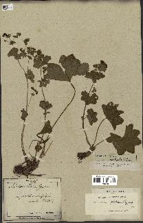 spécimen de Alchemilla glabra