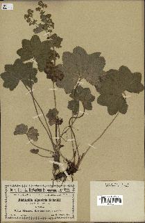 spécimen de Alchemilla glabra