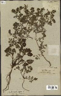 spécimen de Potentilla supina