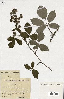 spécimen de Rubus radula