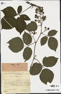 spécimen de Rubus rivularis