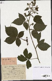 spécimen de Rubus rivularis