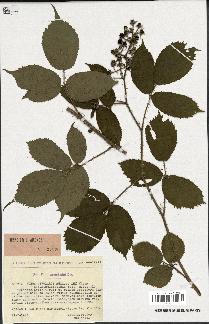 spécimen de Rubus rivularis