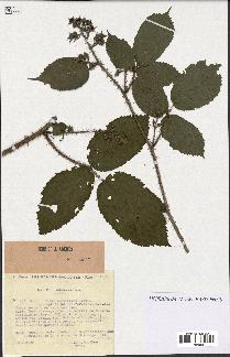 spécimen de Rubus rivularis