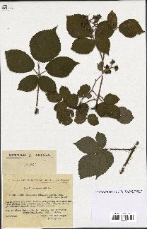 spécimen de Rubus rivularis