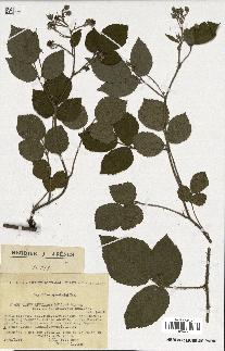 spécimen de Rubus rivularis