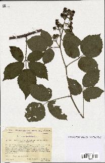 spécimen de Rubus rivularis