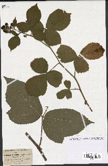 spécimen de Rubus flaccidifolius