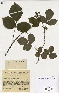 spécimen de Rubus mucronifer