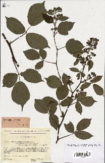 spécimen de Rubus tereticaulis