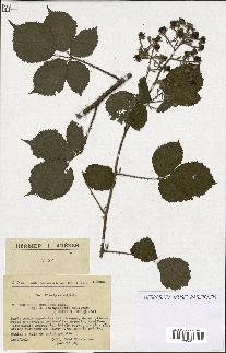 spécimen de Rubus obscurus