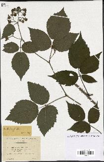 spécimen de Rubus obscurus