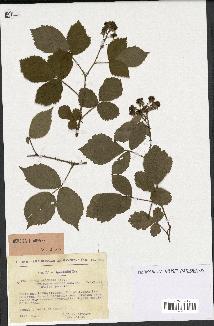 spécimen de Rubus obscurus