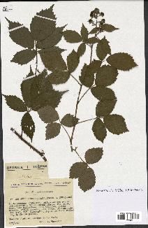 spécimen de Rubus obscurus