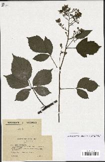 spécimen de Rubus obscurus