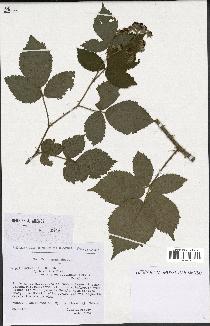 spécimen de Rubus pallidus