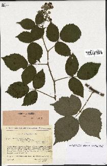 spécimen de Rubus pallidus