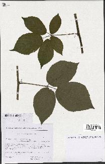 spécimen de Rubus pallidus