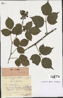 spécimen de Rubus pallidus