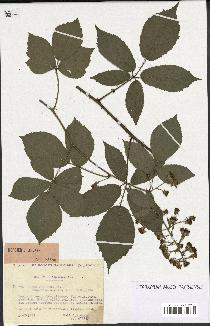 spécimen de Rubus pallidus