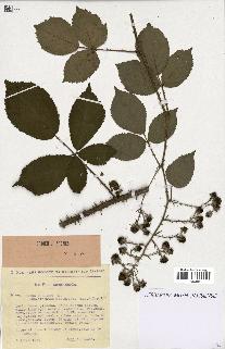 spécimen de Rubus pallidus