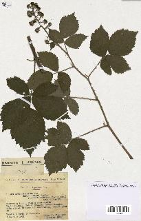 spécimen de Rubus pallidus