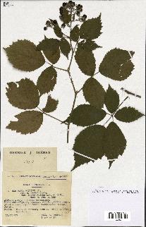 spécimen de Rubus pallidus