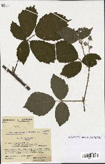 spécimen de Rubus pallidus