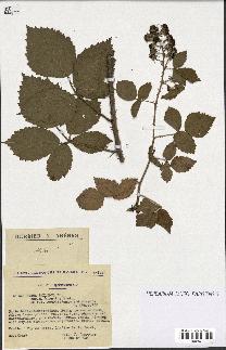 spécimen de Rubus pallidus