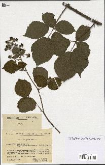 spécimen de Rubus pallidus