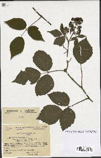 spécimen de Rubus pallidus