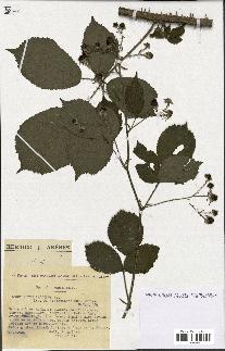 spécimen de Rubus pallidus