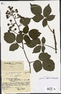 spécimen de Rubus pallidus