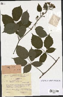 spécimen de Rubus pallidus