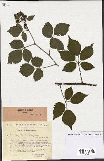 spécimen de Rubus pallidus