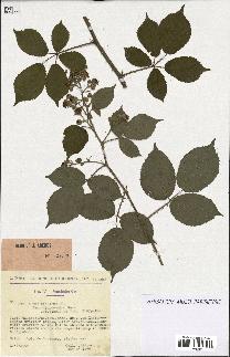 spécimen de Rubus pallidus