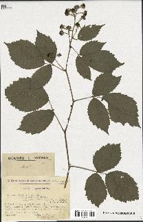 spécimen de Rubus pallidus