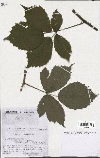 spécimen de Rubus pallidus