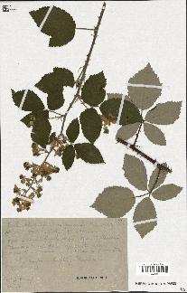 spécimen de Rubus tomentosus