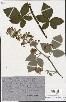 spécimen de Rubus tomentosus