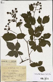 spécimen de Rubus schleicheri