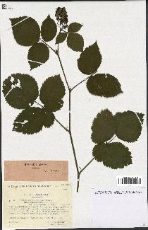 spécimen de Rubus tereticaulis