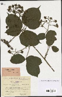 spécimen de Rubus bellardii