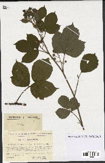 spécimen de Rubus bellardii