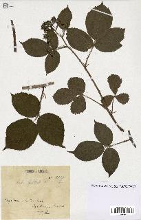 spécimen de Rubus bellardii