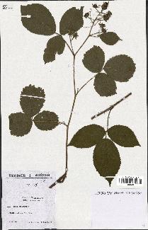 spécimen de Rubus bellardii